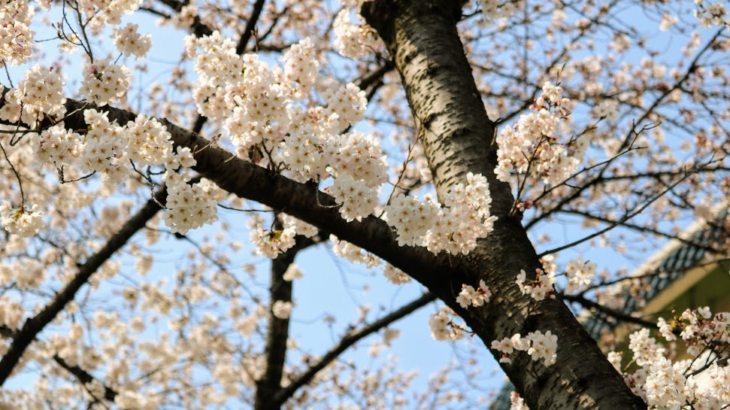 『お花見』香流川の桜：2018年No,1