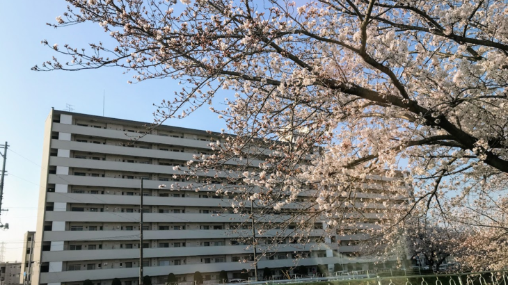 『お花見』香流川の桜：2018年No,2